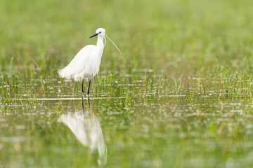 Little egret searching for food in a marsh