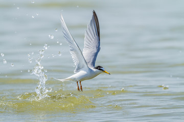 Little tern fishing over in the meditteranean sea in France