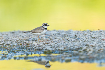 Ringed plover standing on the ridge of a steam
