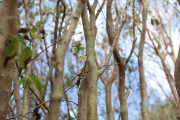 Galhos ( twigs )