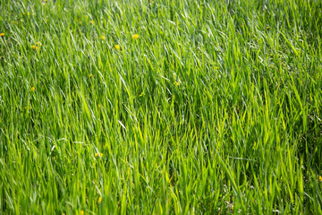 texture and background, green grass lawn