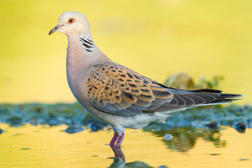 Close up of an European turtle dove on the bank of a river