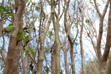 Fototapeta premium Galhos ( twigs )