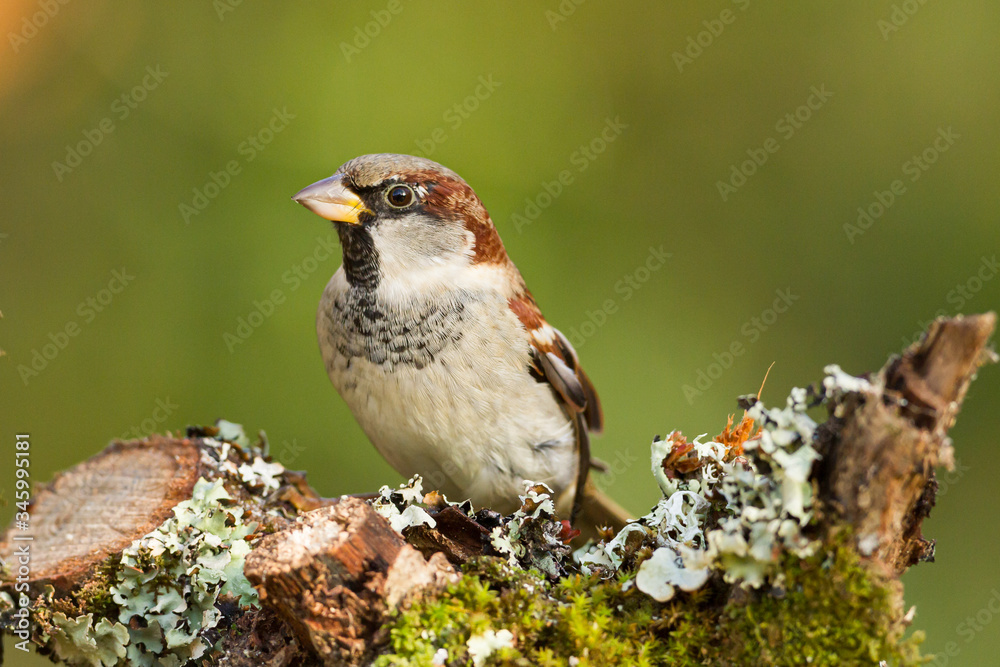 Sticker closeup of a house sparrow standing on a tree