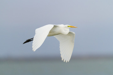 Fototapeta na wymiar Great egret flying over a pond