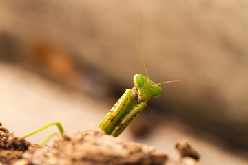 Close up of a Praying mantis