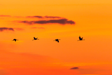  Flight of Common cranes at sunrise