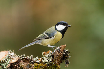 closeup of a Great tit standing on a tree