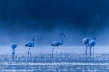 Obraz premium Greater Flamingo on a little pond before dawn