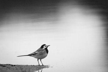 White wagtail standing on the ridge of a little stream
