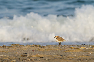 Kentish Plover standing on the seashore with waves in the background
