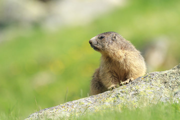 Naklejka na ściany i meble Alpine marmot watching on a rock in a pyrenean mountain meadow