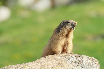 Naklejka na ściany i meble Alpine marmot watching on a rock in a pyrenean mountain meadow