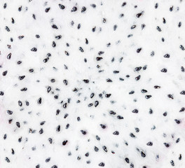 Dragon fruit seeds Pattern.  Pitaya seeds Isolated. on white background. Macro