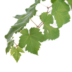 Feuilles de vigne