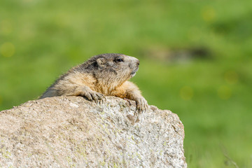 Alpine marmot watching on a rock  in a pyrenean mountain meadow