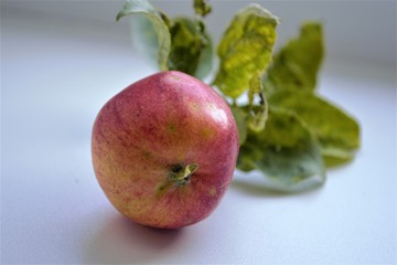 Autumn harvest of garden apples