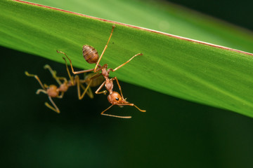 one Small red ant working