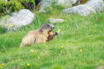 Naklejka na ściany i meble Alpine marmot feeding in a pyrenean mountain meadow