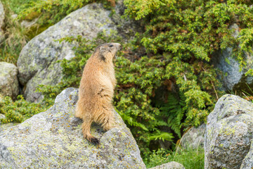 Alpine marmot watching on a rock  in a pyrenean mountain meadow
