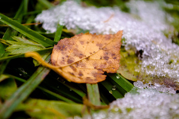 green leaf beetle on leaf