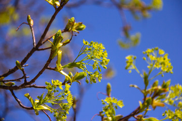 Maple tree buds