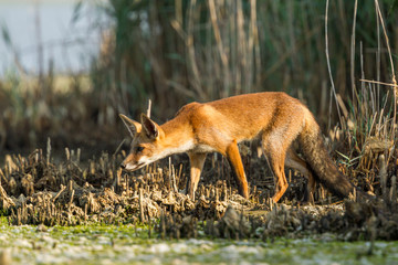 Red fox on the ridge of a pond