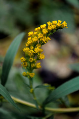 yellow flower on green background