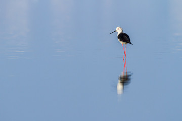   Black-winged stilt and her reflection on the water
