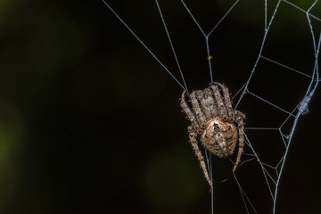 Darwin's bark spider (Caerostris darwini) - wildlife photography