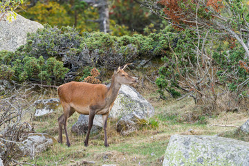 Female  red deer in a pyrenean mountain forest