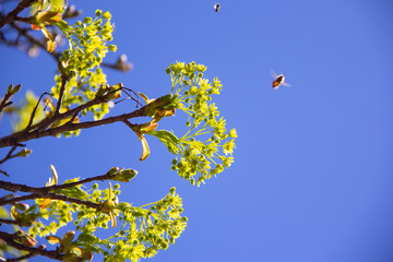 Bees and a maple tree in spring