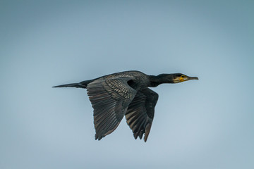 Great Cormoranflying over  mediterranean sea