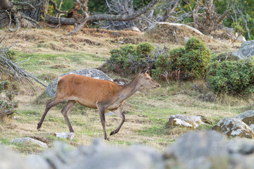 Female  red deer in a pyrenean mountain forest