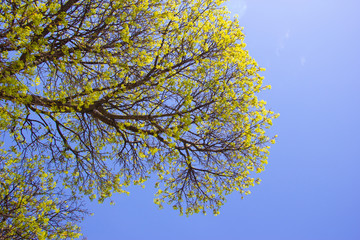 Maple tree in spring