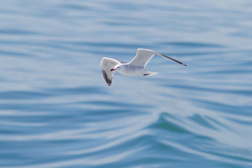 Audouin's Gull flying over the medtierranean sea