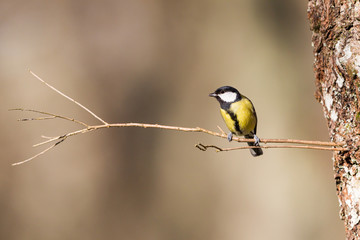 Great tit on a little branch