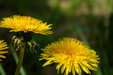 
Cheerful sunny dandelions in a spring park by the river