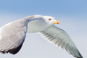 Yellow-legged Gull flying over the medtierranean sea