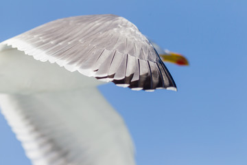 Yellow-legged Gull flying over the medtierranean sea