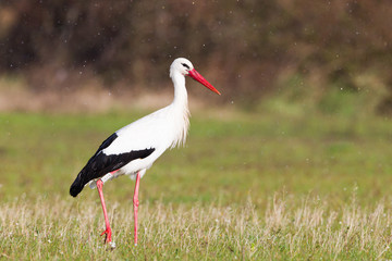 Ringed white stork feeding in a meadow