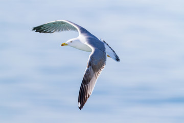 Yellow-legged Gull flying over the medtierranean sea