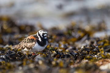 Ruddy turnstone walking on the seashore among alga
