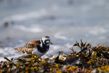 Ruddy turnstone walking on the seashore among alga