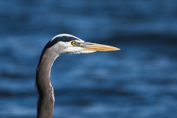 020-05-03 A CLOSE UP HEAD SHOT OF A GREAT BLUE HERON ON LAKE WASINGTON NEAR SEATTLE 