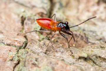 little orange bugs close up