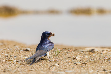 Barn swallow collecting mud to built the nest