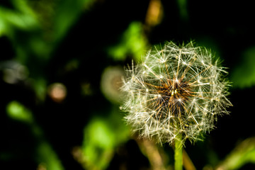 
Airy dandelion seeds in the white fluffy hat of this flower