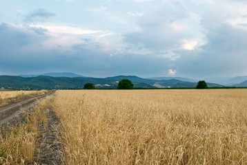 Wheat field against the sky with clouds.