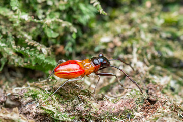 little orange bugs close up